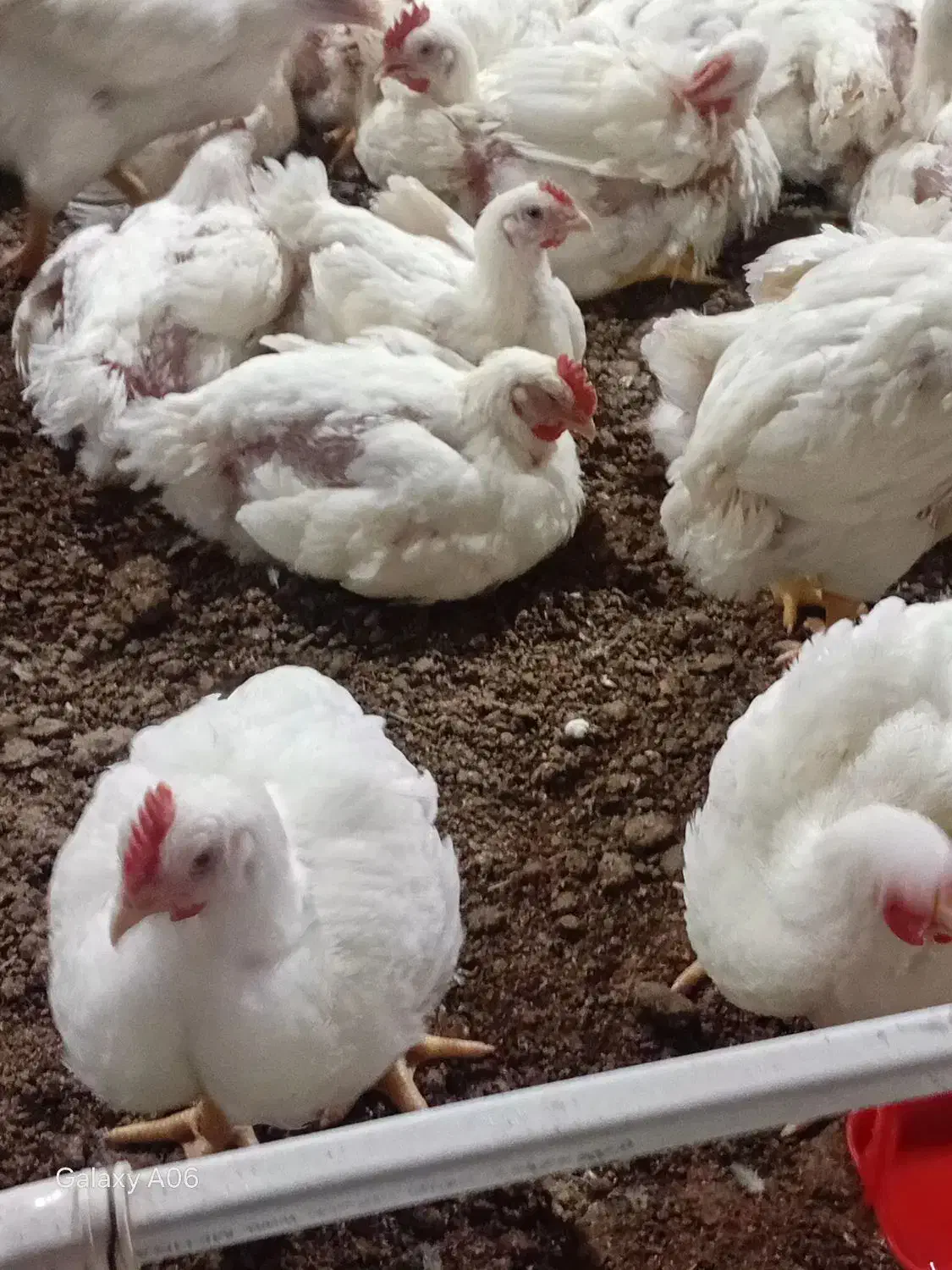 بارمرغی|حیوانات مزرعه|رادکان, |دیوار