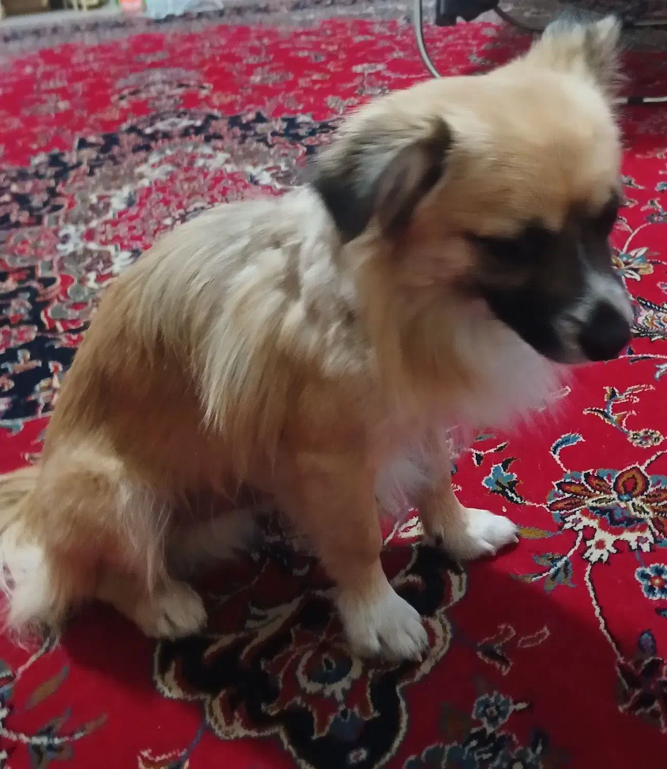 سگ گمشده|حیوانات|اصفهان, بهرامآباد|دیوار