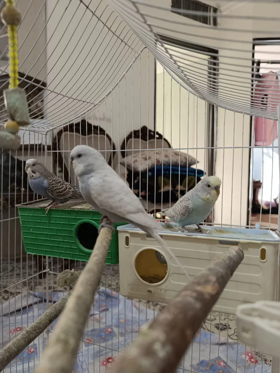 مرغ عشق|پرنده|تهران, امام زاده عبدالله|دیوار