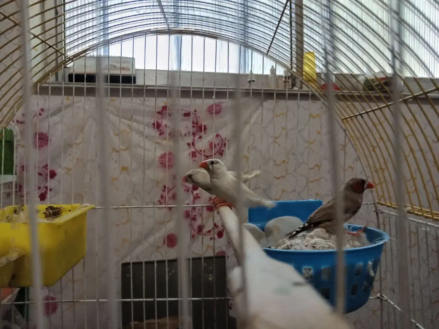 فنج جفت،فنج.اورنج،گلدین|پرنده|آستانه اشرفیه, |دیوار