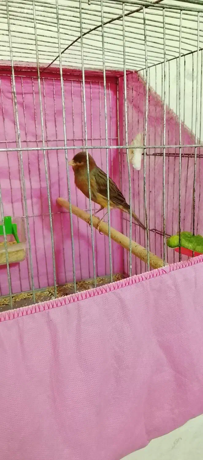 قناری نر دهن هم سهره لر داره کمی هم قناری|پرنده|محمدشهر, جعفرآباد|دیوار