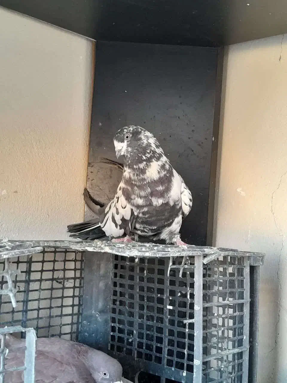 کبوتر|پرنده|فولادشهر, مسکن مهر فولادشهر|دیوار