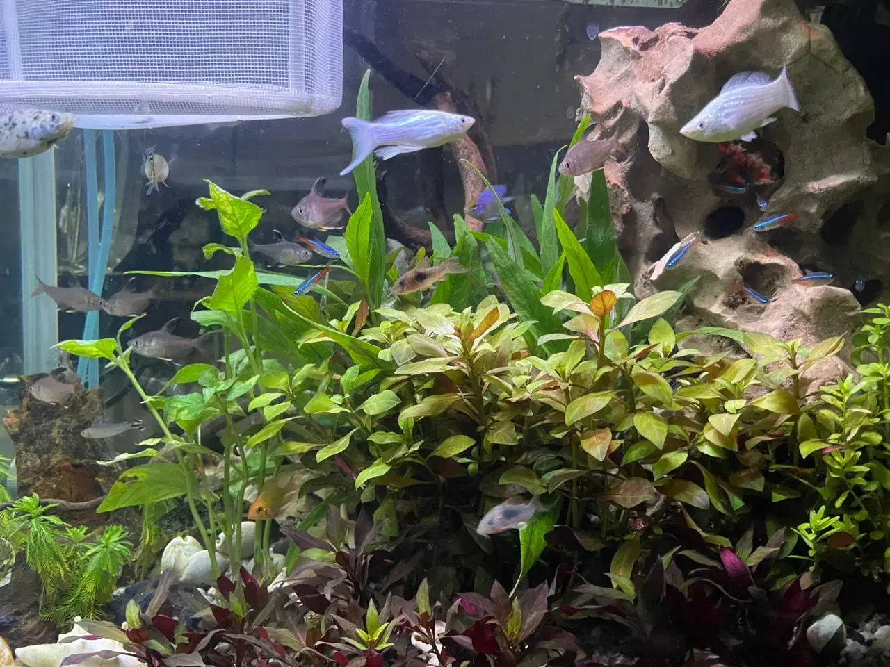 ماهی های اکواریمی و به همراه گیاه|ماهی|تهران, وحیدیه|دیوار