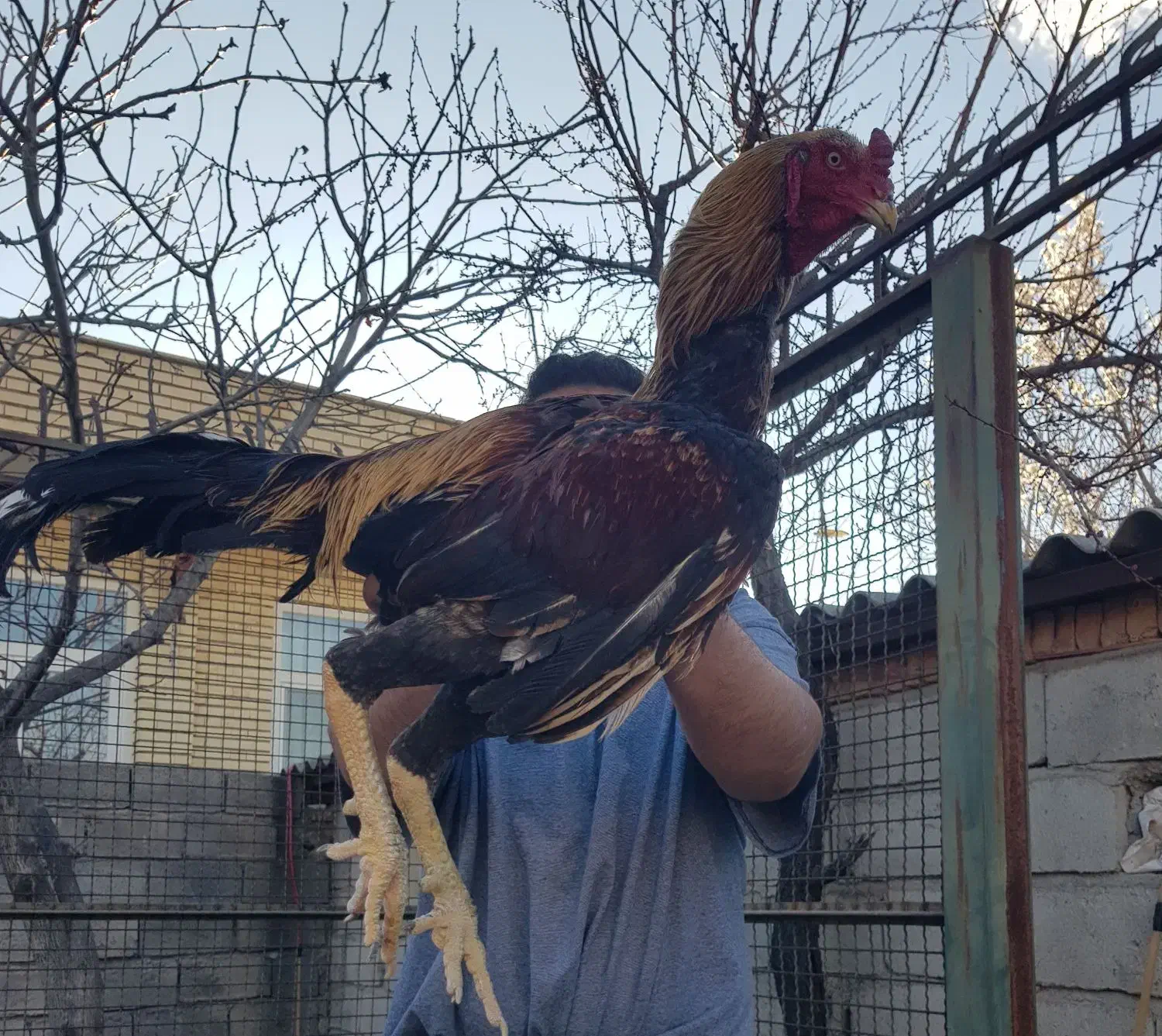 لاری|حیوانات مزرعه|مشگین شهر, |دیوار