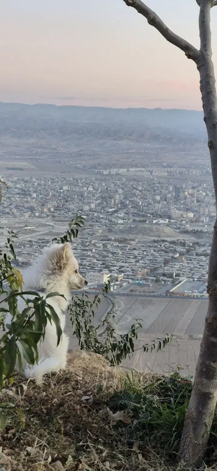 توله سگ|حیوانات|شیروان (خراسان), |دیوار