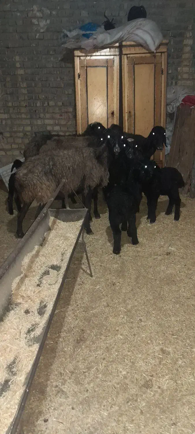 میش بردار بز گوسفند قوچ|حیوانات مزرعه|جوادآباد, |دیوار