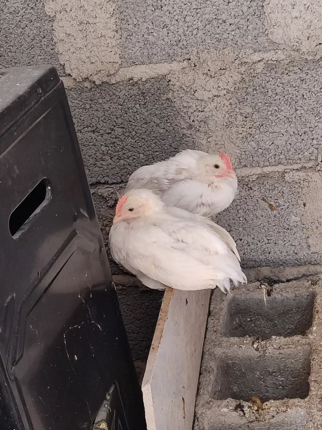 فروش جوجه خروس سفید|حیوانات مزرعه|سیمین شهر, |دیوار