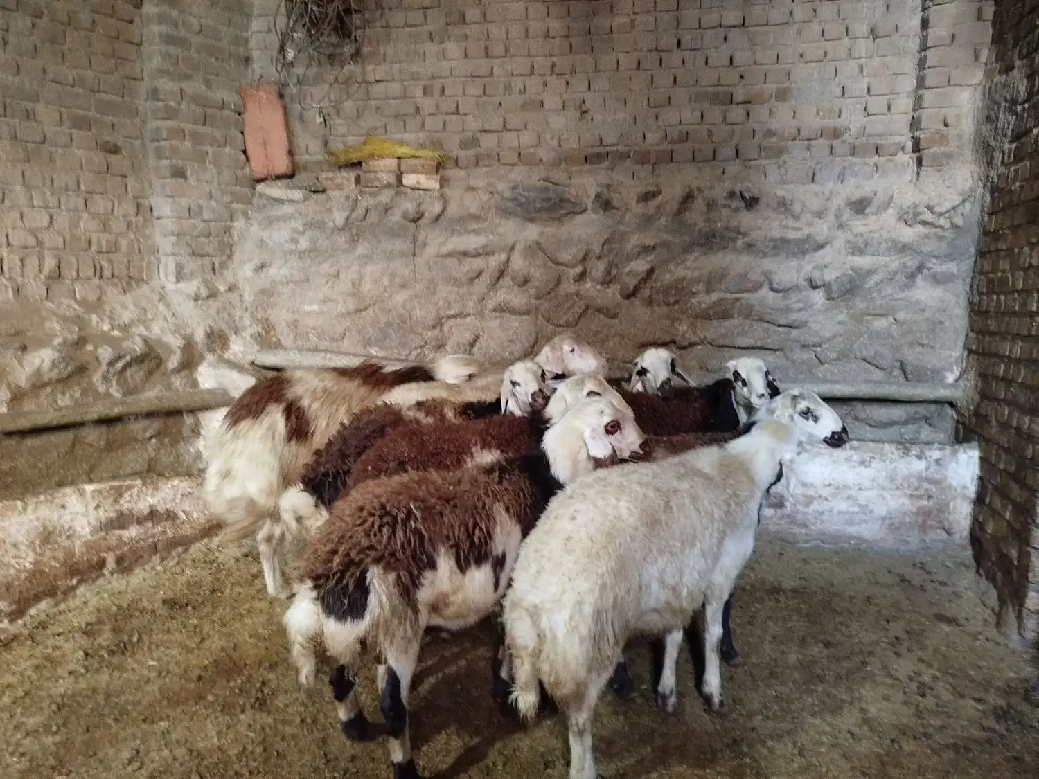 بره قورچ تخمی|حیوانات مزرعه|بروجرد, |دیوار