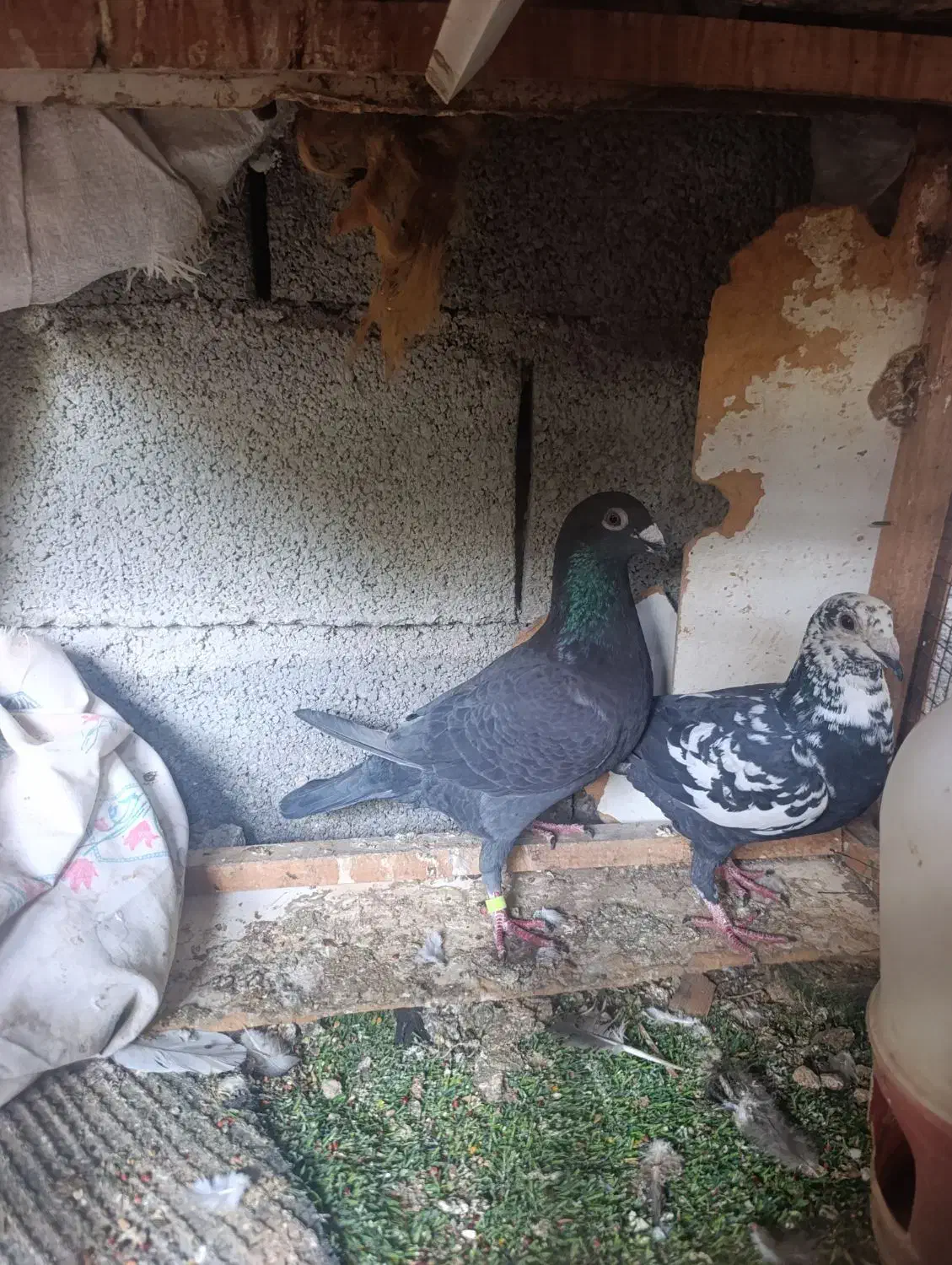 گوره|پرنده|برازجان, |دیوار