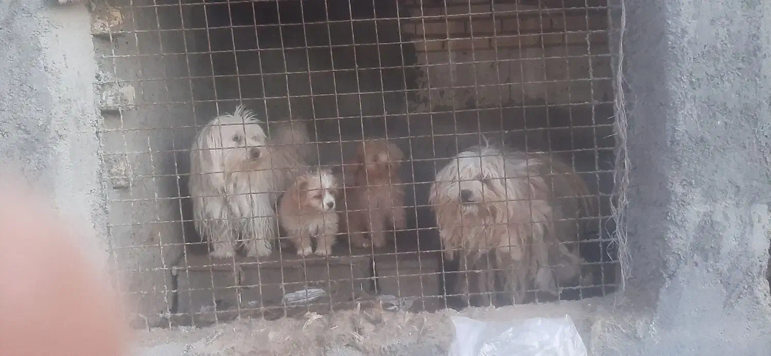 توله پا کوتاه فروشی|سگ|تفت, |دیوار