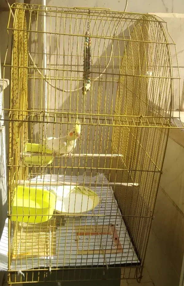قفس بزرگ طلایی|لوازم جانبی حیوانات|ری, سرتخت|دیوار
