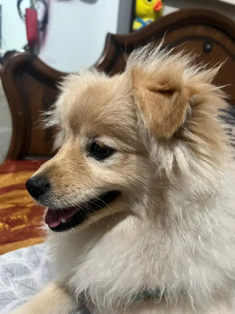 سگ پامر ماده|سگ|رشت, گلسار|دیوار