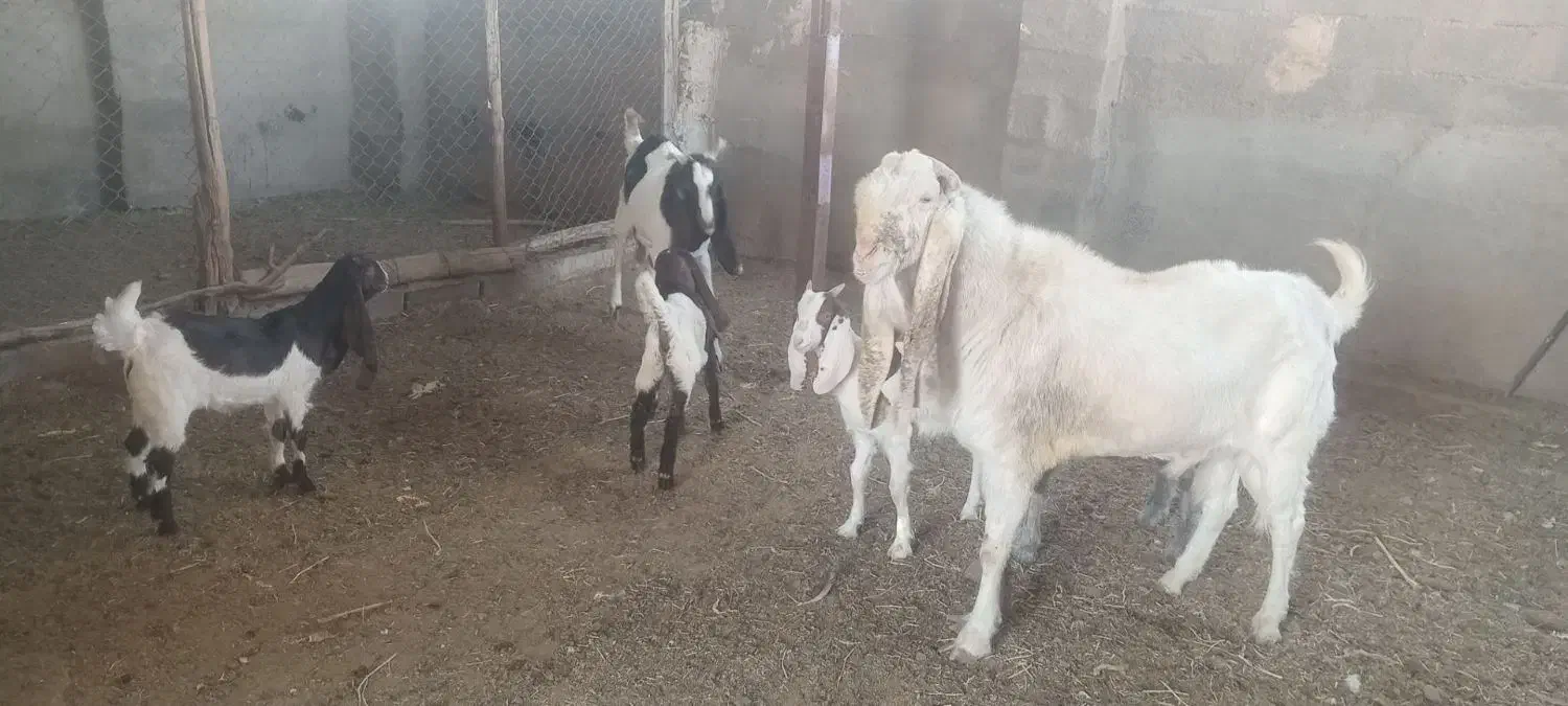 فروش نقدی|حیوانات مزرعه|تربت جام, جلگه موسی آباد|دیوار