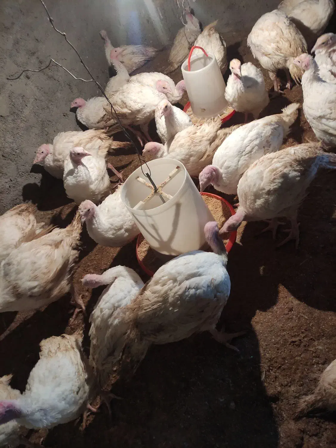 فروش بوقلمون گوشتی و کشتار|حیوانات مزرعه|سبزوار, توحیدشهر|دیوار