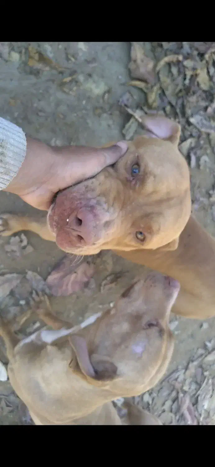 پیتبول|سگ|قشم, |دیوار