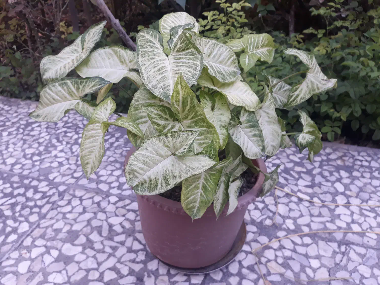 گل فروشی|گل و گیاه طبیعی|ساری, |دیوار