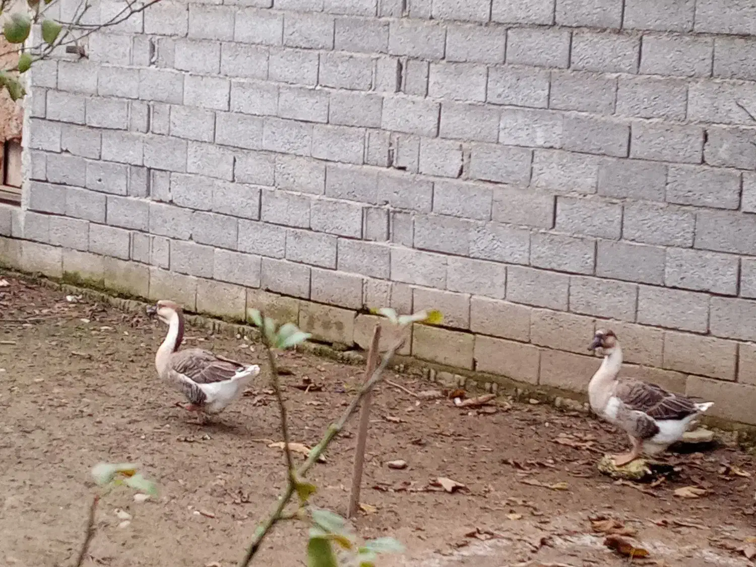 قوغاز|حیوانات مزرعه|آستانه اشرفیه, |دیوار