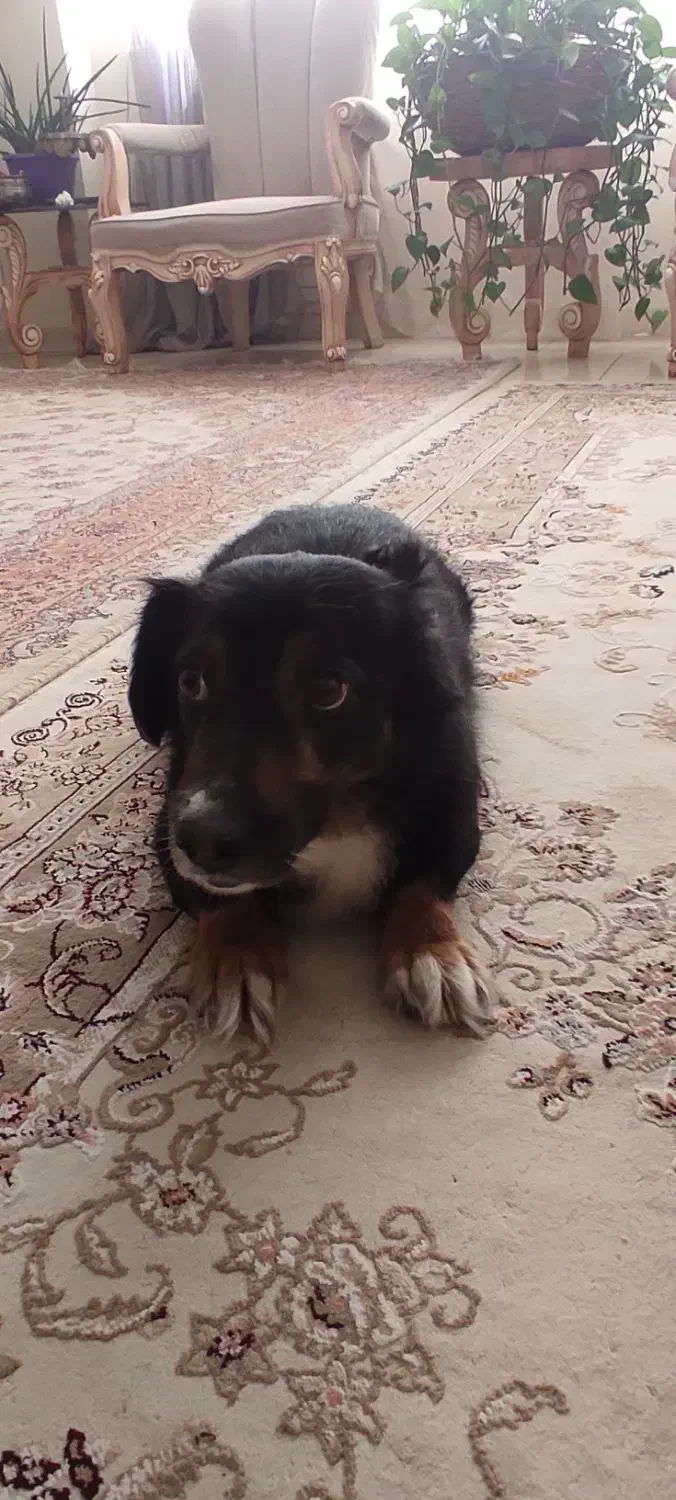 واگذاری سگ|سگ|پردیس, فاز ۸|دیوار