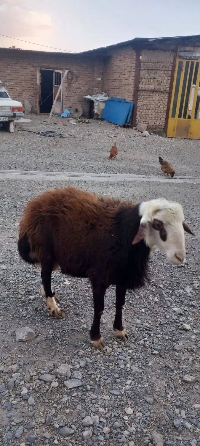 گوسفند|حیوانات مزرعه|سیلاخور, |دیوار