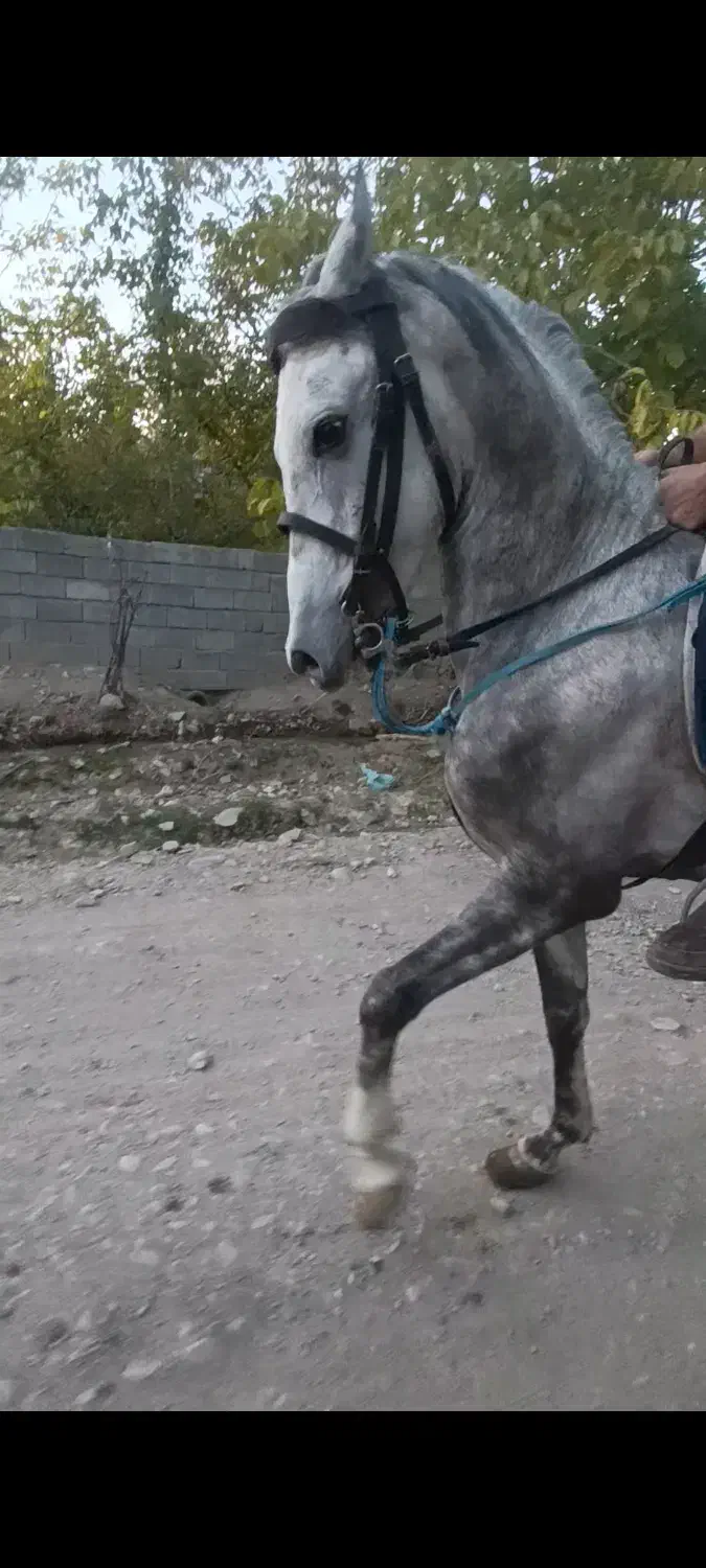 اسب کرد|اسب و تجهیزات اسب‌سواری|تسوج, |دیوار