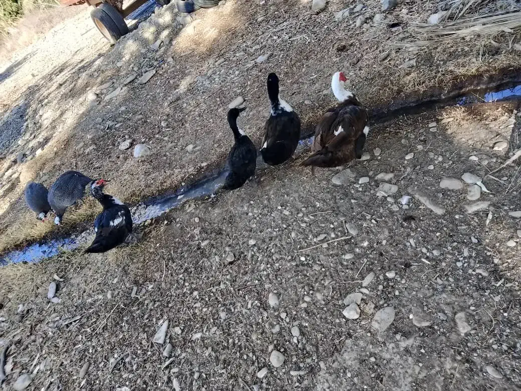 اردک|حیوانات مزرعه|نیک شهر, |دیوار