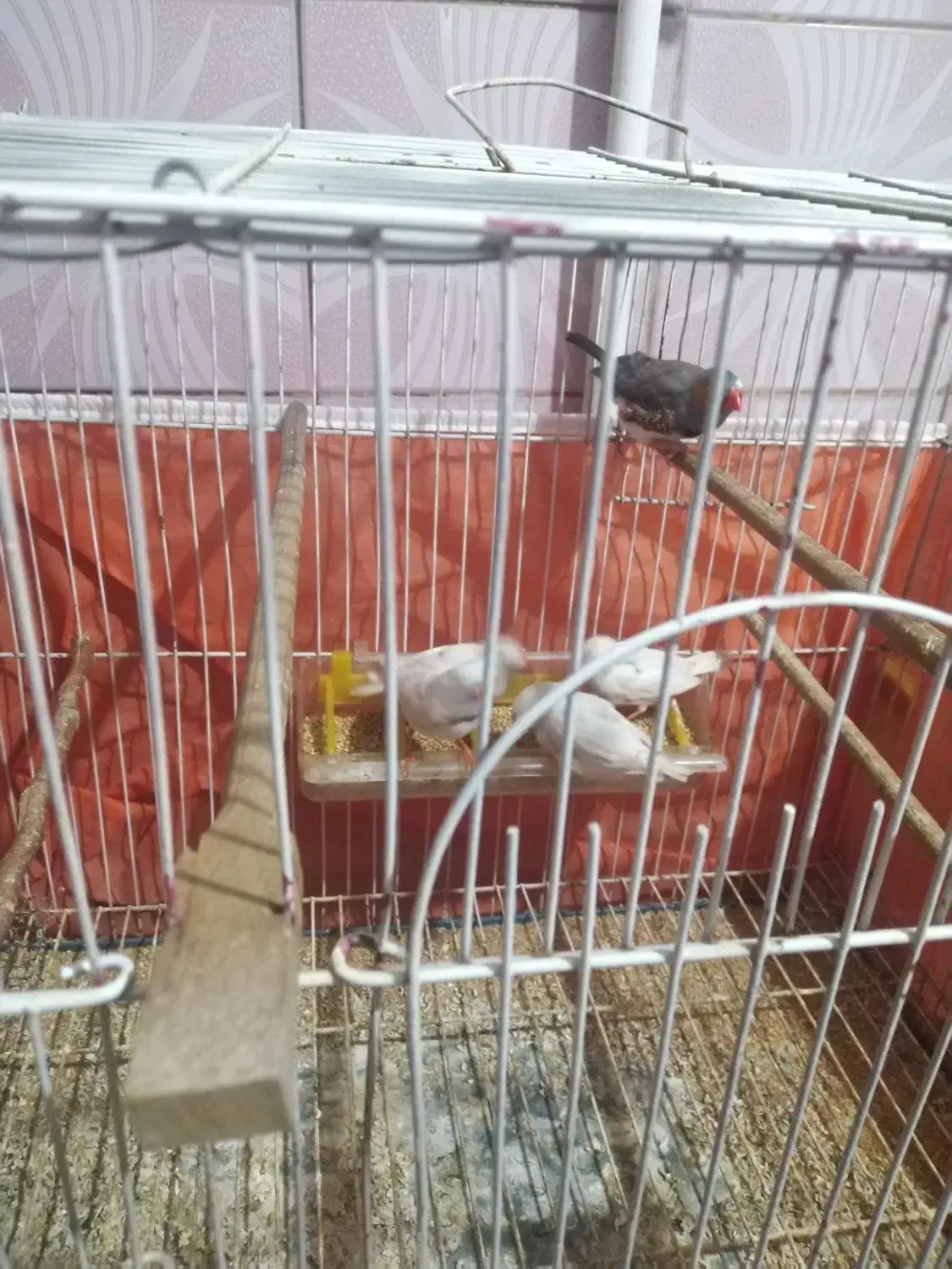 فنچ|پرنده|بندر ماهشهر, |دیوار