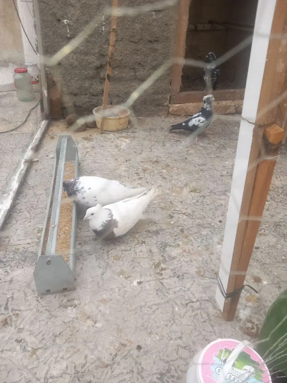 طوقی ماده تخم گذار|پرنده|رباط‌کریم, شترخوار|دیوار