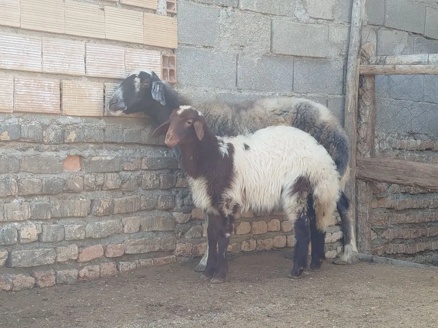 بره دار|حیوانات مزرعه|گمیشان, |دیوار