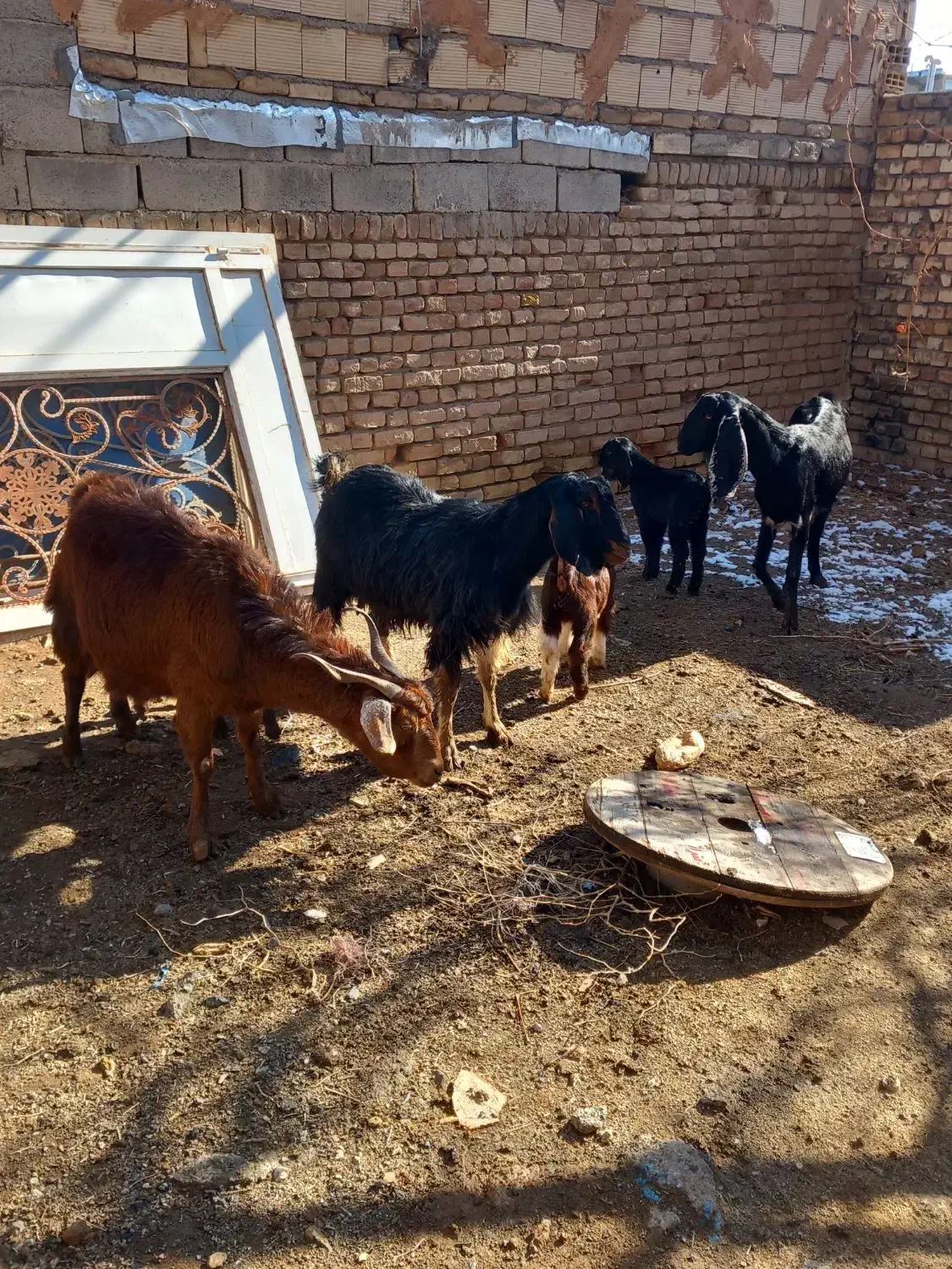 ۳راس بز|حیوانات مزرعه|خوشاب, |دیوار