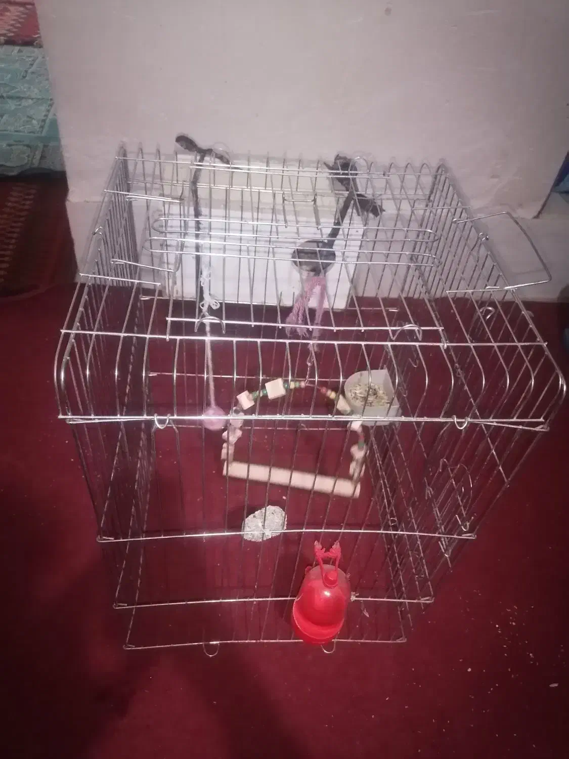 عروس هلندی|پرنده|فیروزآباد (فارس), |دیوار