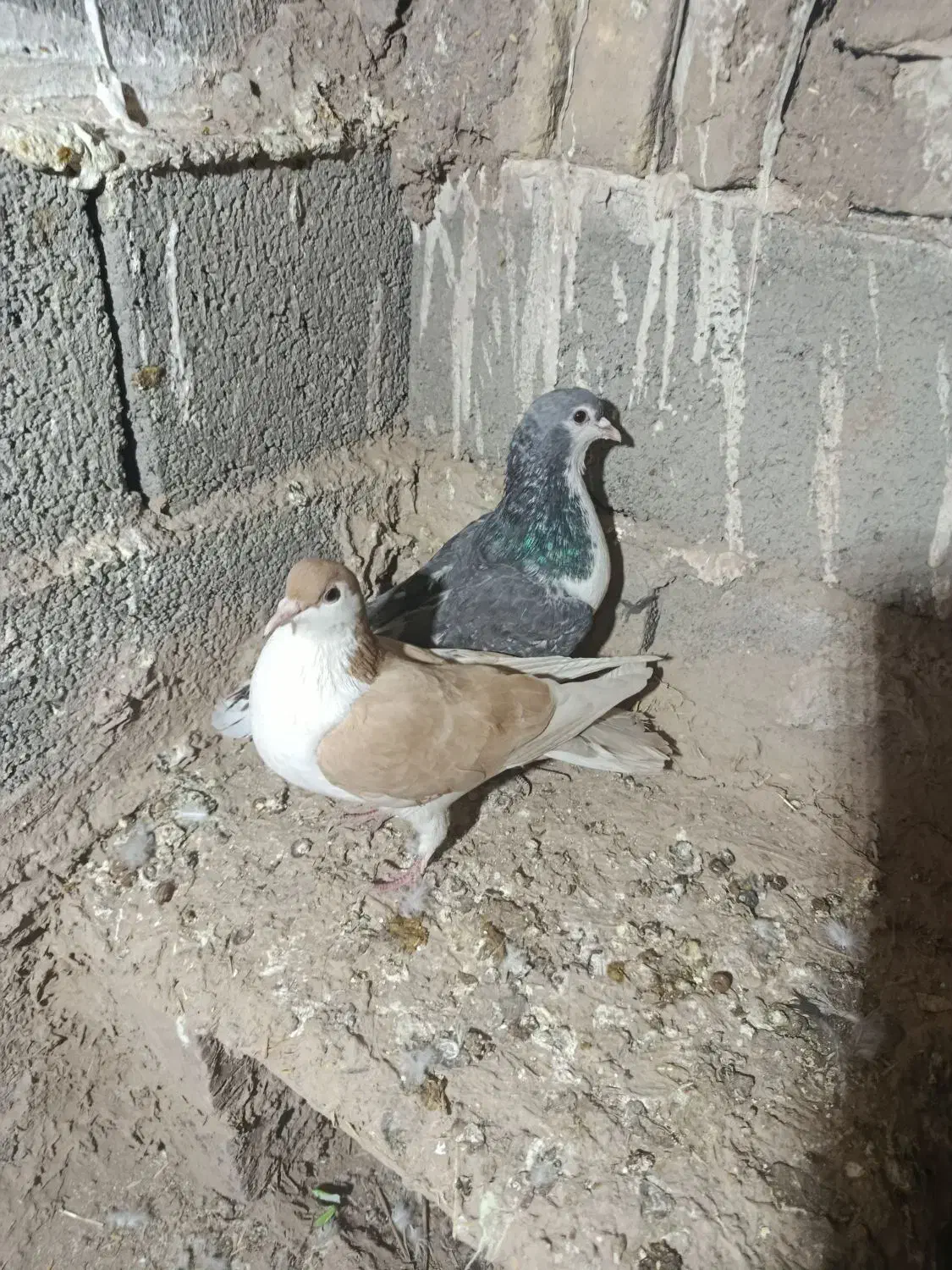 کبوتر|پرنده|سبزوار, باهنر|دیوار