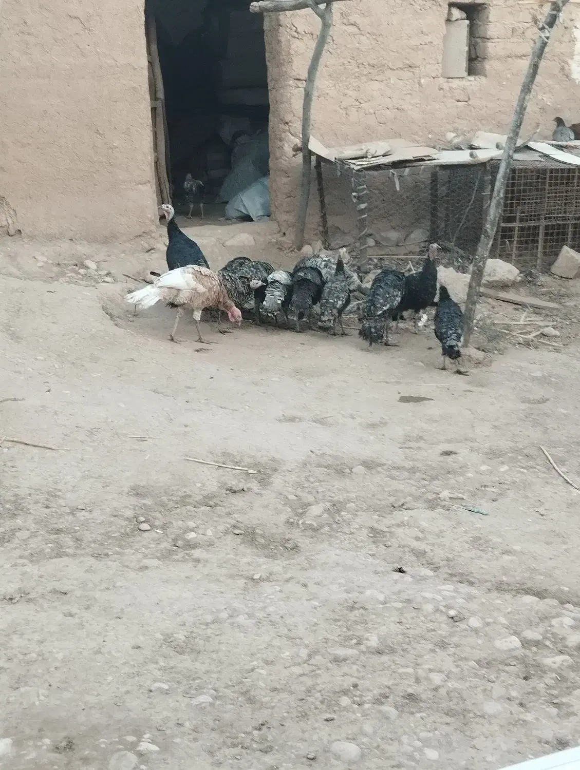 بوقلمون|حیوانات مزرعه|زاگرس, |دیوار