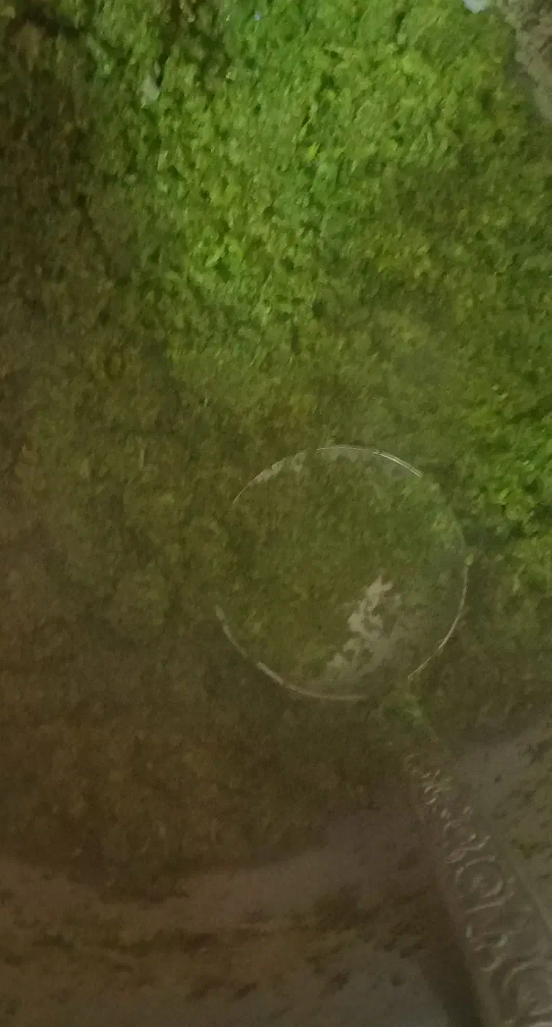 قرمه.نعنا.شوید.خورد شده.سرخ شده|خوردنی و آشامیدنی|قرچک, مهدیه|دیوار