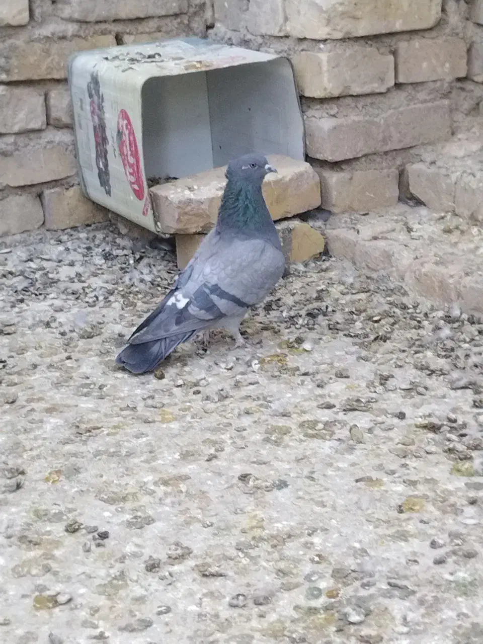 کبوتر|پرنده|اردکان, |دیوار