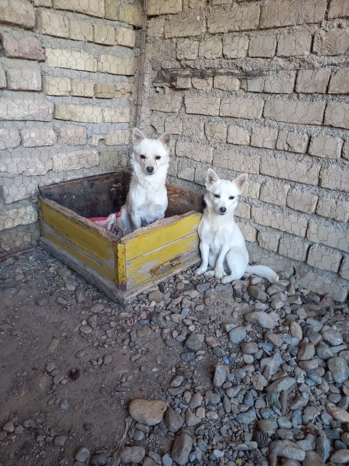 یه عدد سگ|سگ|گیان, |دیوار