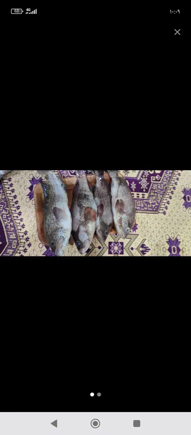 ماهی هامور و ...|ماهی|قشم, |دیوار