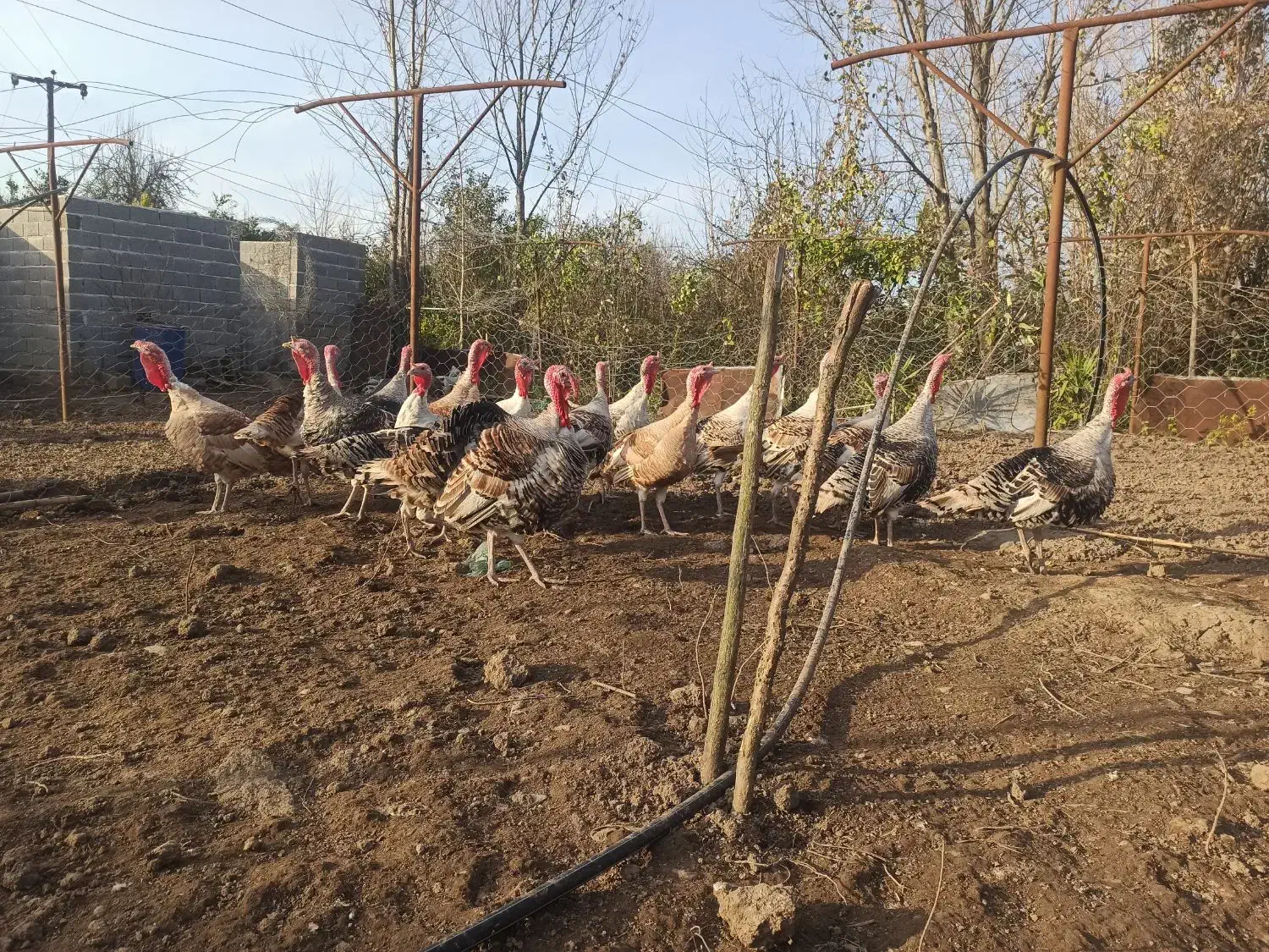 بوقلمون محلی|حیوانات مزرعه|کلاچای, |دیوار