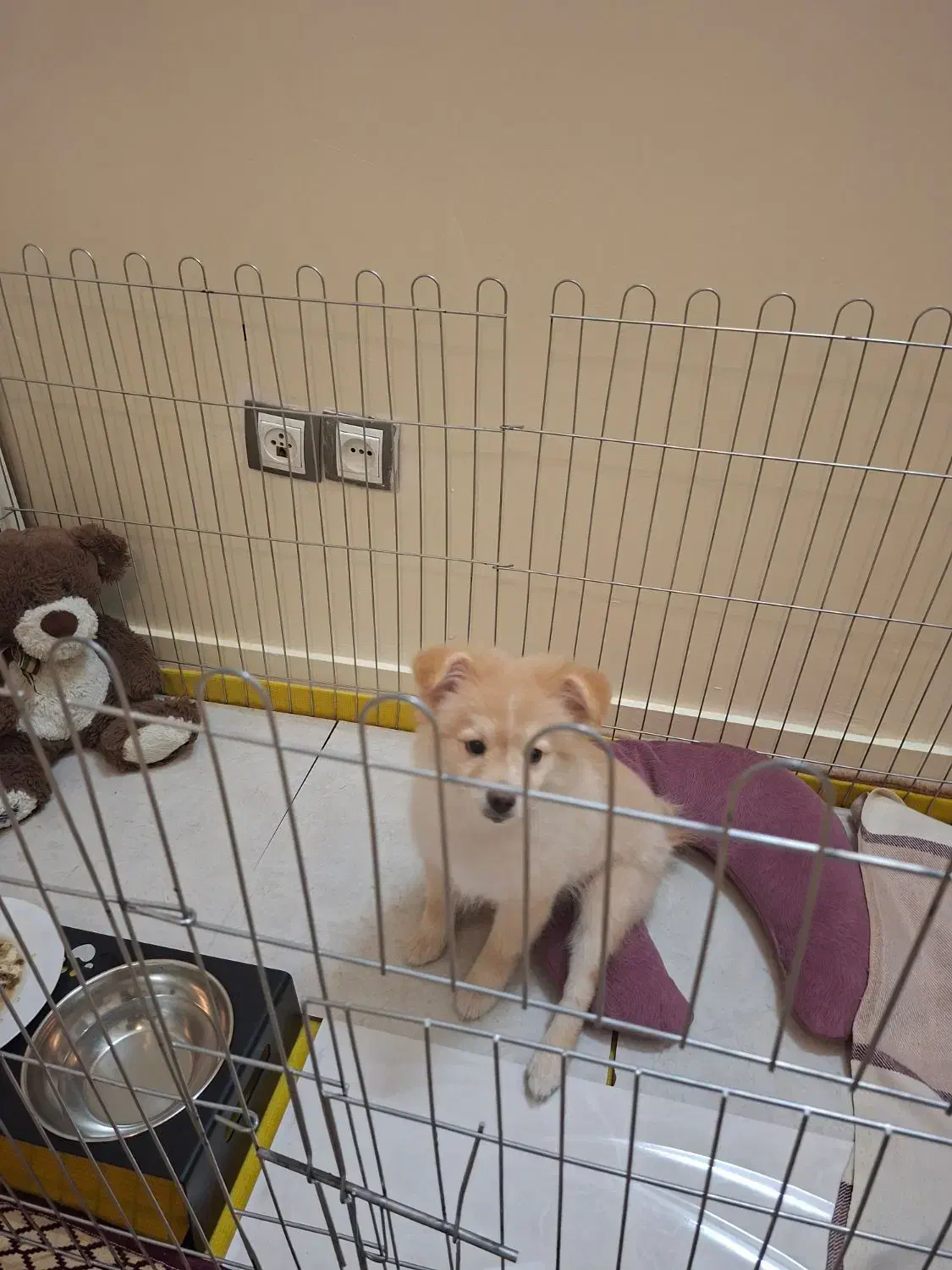 واگذاری توله سه ماهه|سگ|تهران, زمزم|دیوار