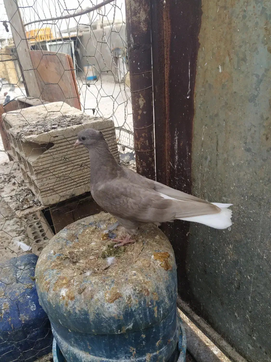 سه تا کفتر دمسفید|پرنده|بهبهان, |دیوار