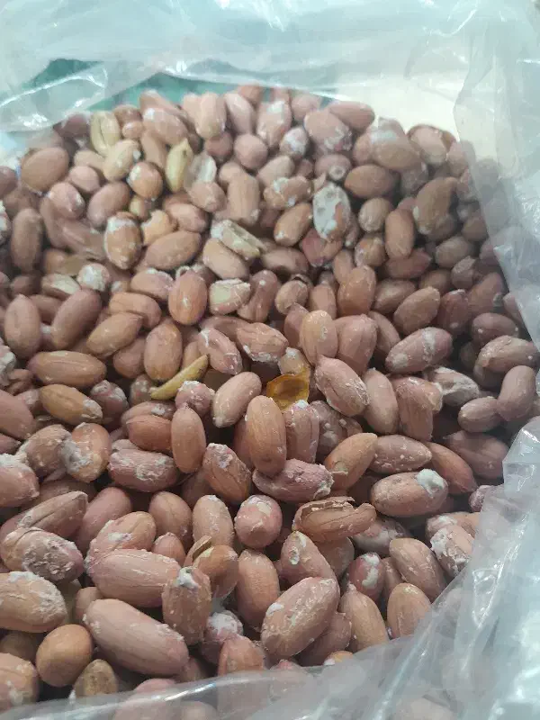 بادام زمینی تازه|خوردنی و آشامیدنی|تهران, صد دستگاه|دیوار