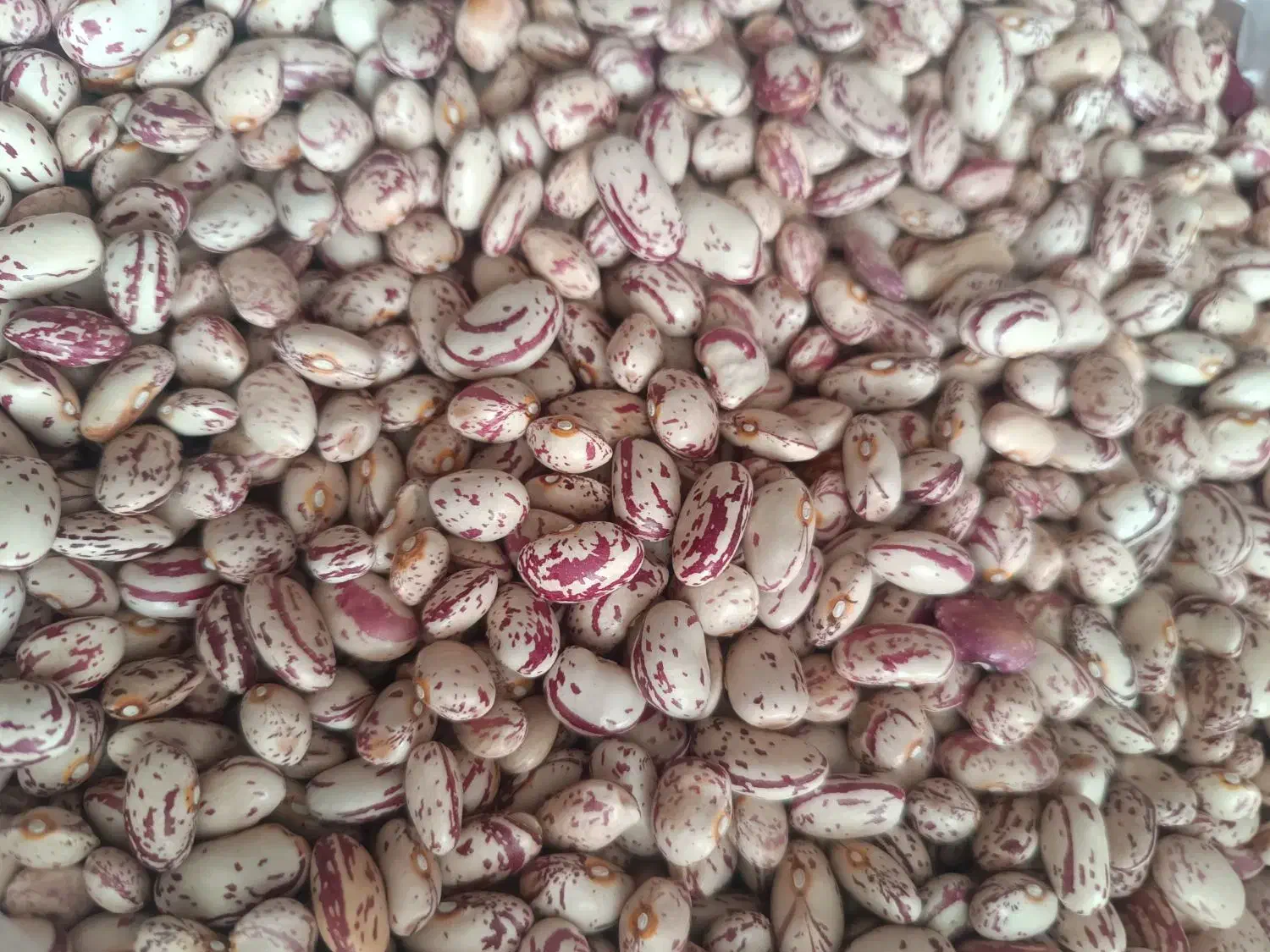 لوبیاچیتی تازه|خوردنی و آشامیدنی|سراجو, |دیوار