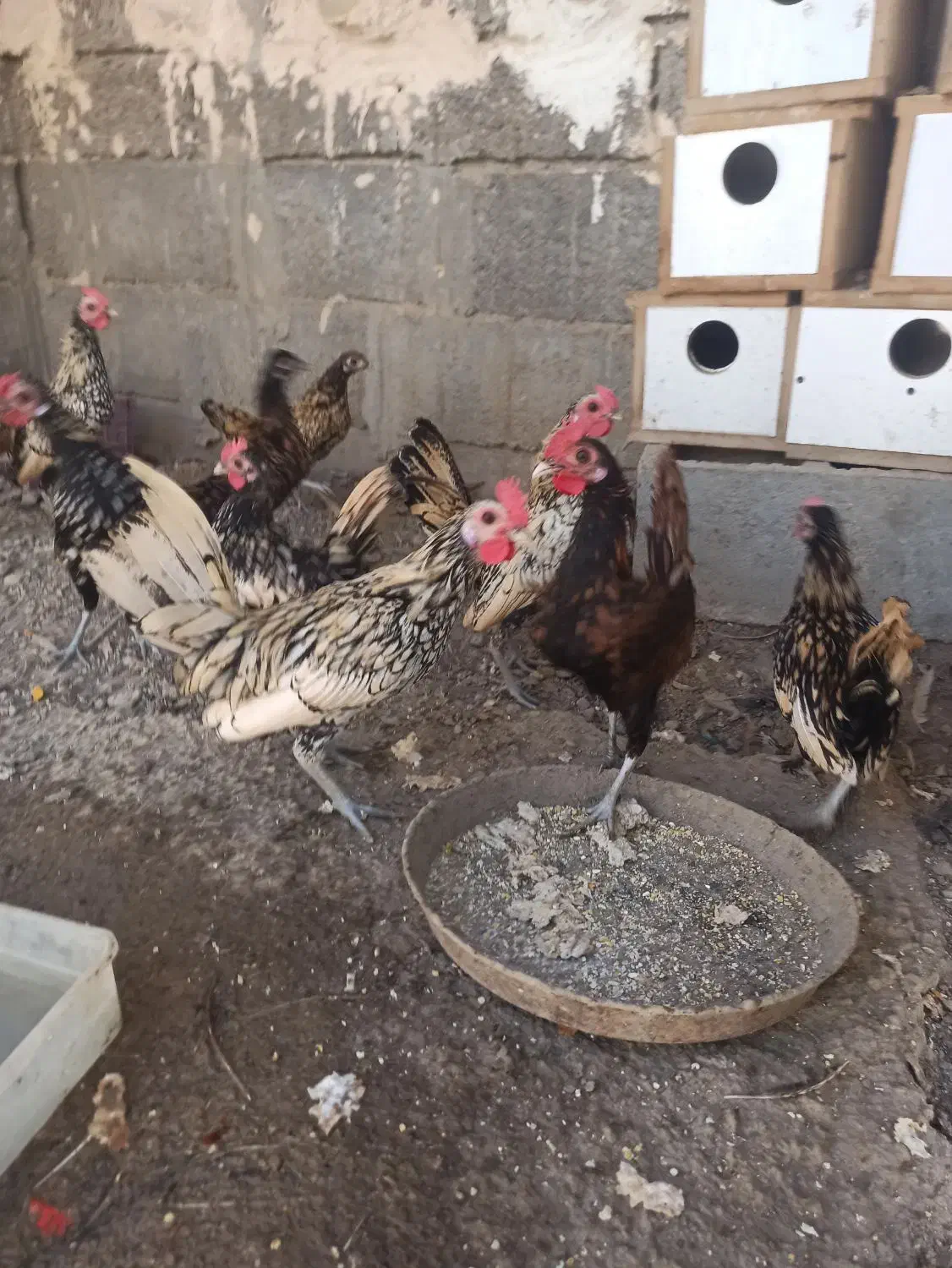 خروس ومرغ چینی|حیوانات مزرعه|بند زرک, |دیوار