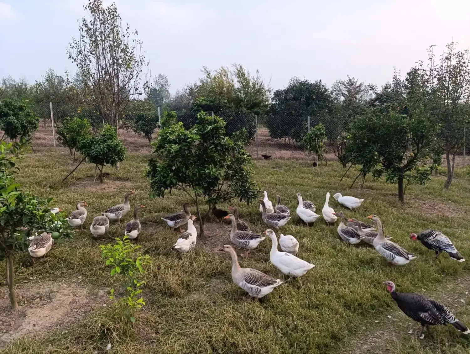 غاز - فروش ویژه|حیوانات مزرعه|بابل, |دیوار