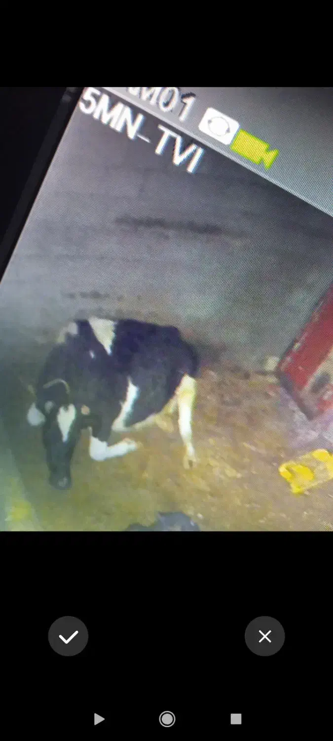 دنبال‌گاو|حیوانات مزرعه|مشگین شهر, |دیوار