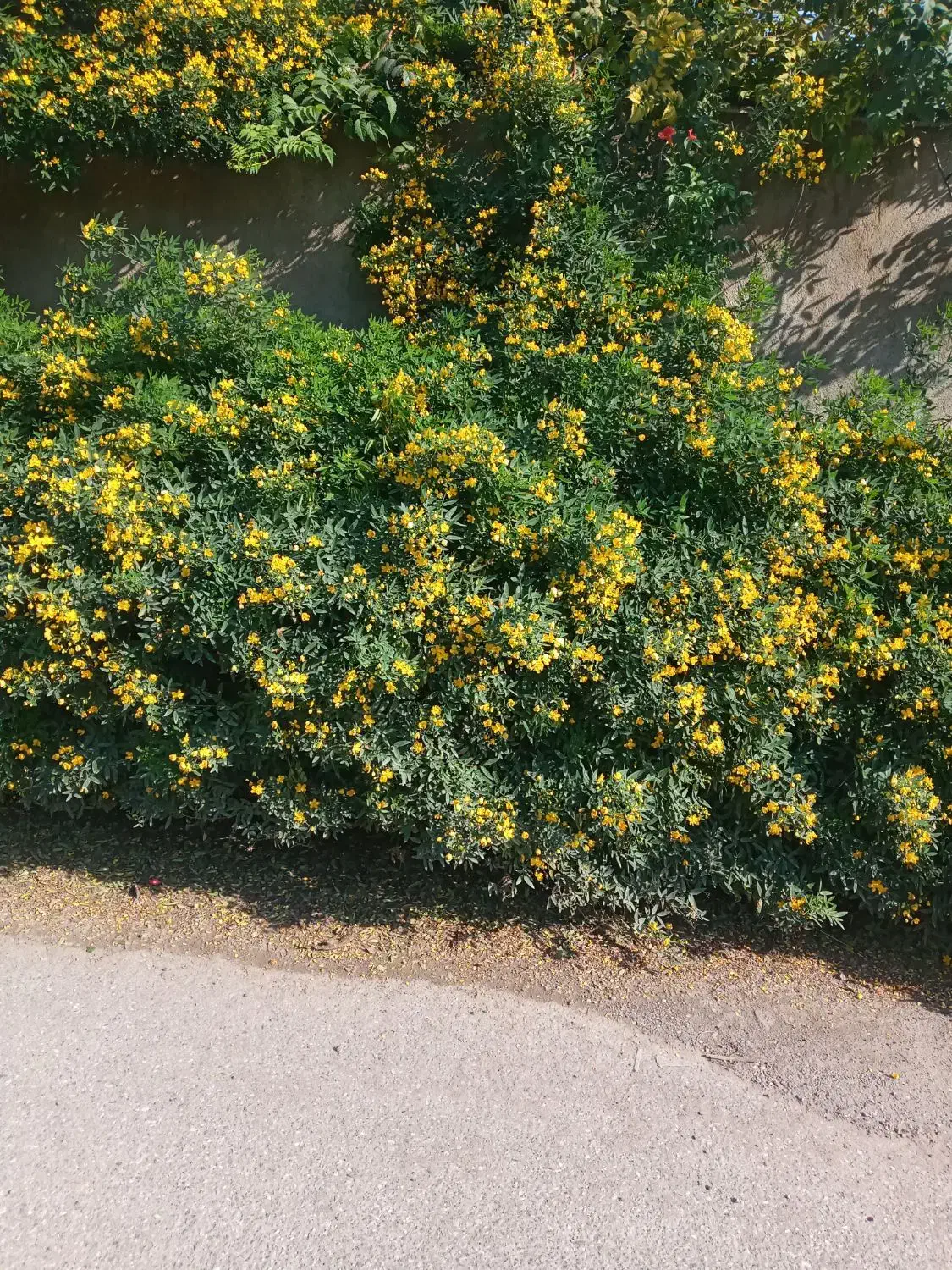 خدمات علفتراشی|خدمات باغبانی و درختکاری|لنگرود, |دیوار