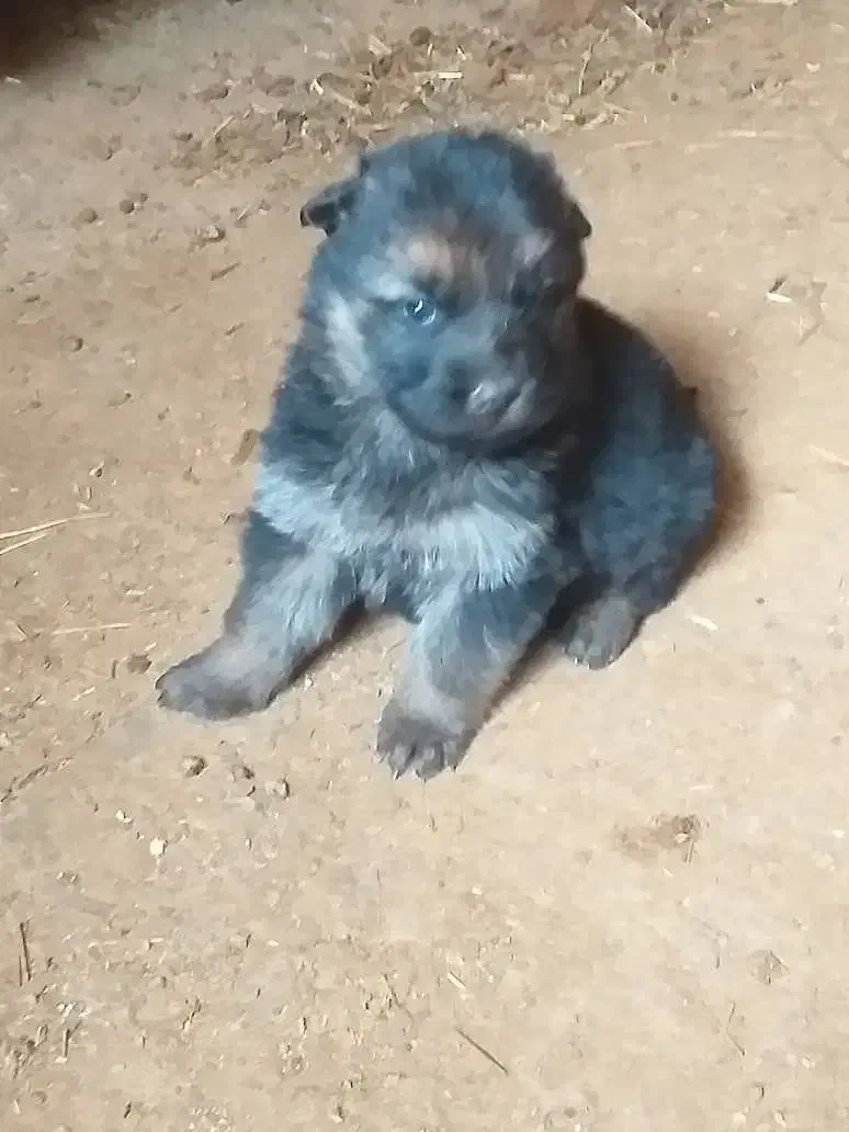 سگ نگهبان|سگ|تهران, پاسداران|دیوار