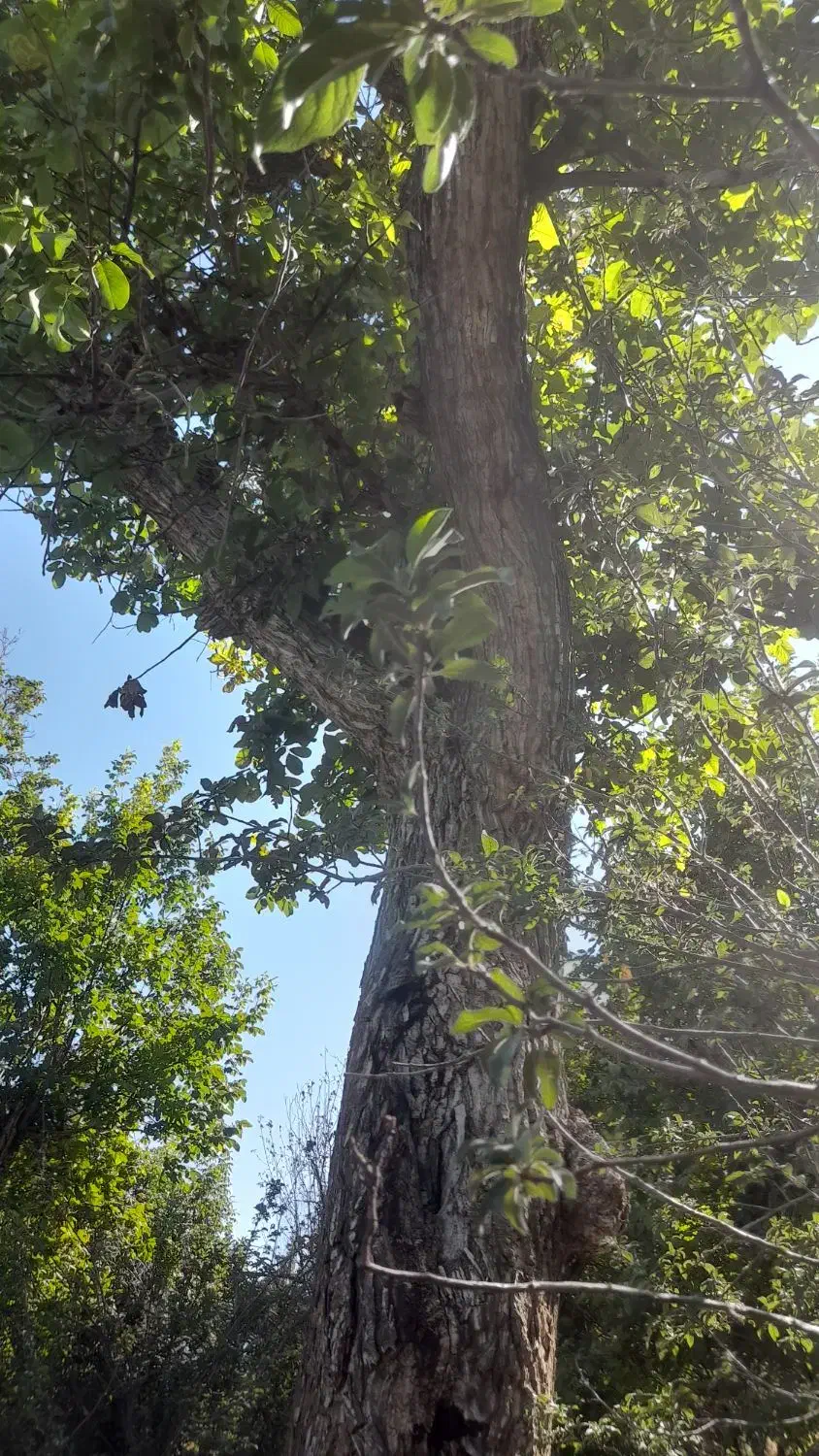 باسلام خدمت عزیزان خریدار چوب هستم بابالاترین قیمت|خدمات باغبانی و درختکاری|سبزوار, قلعهنو دهزار|دیوار