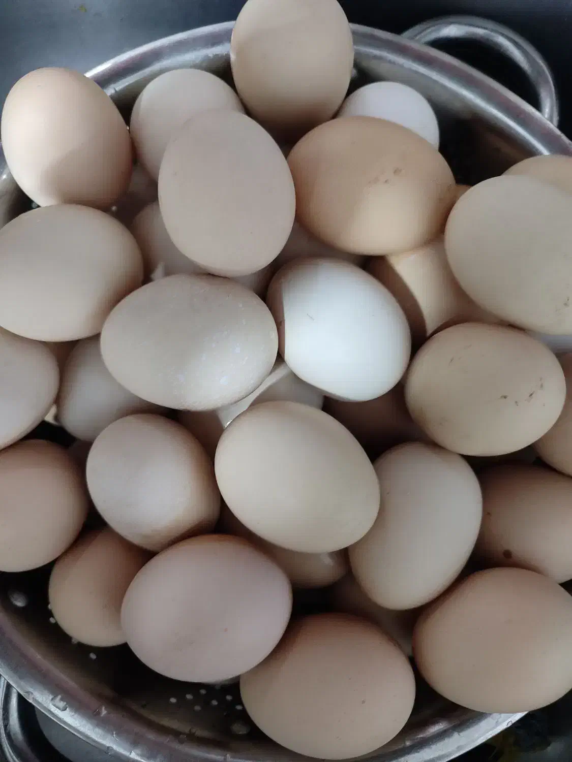 تخم مرغ خانگی|خوردنی و آشامیدنی|تایباد, |دیوار