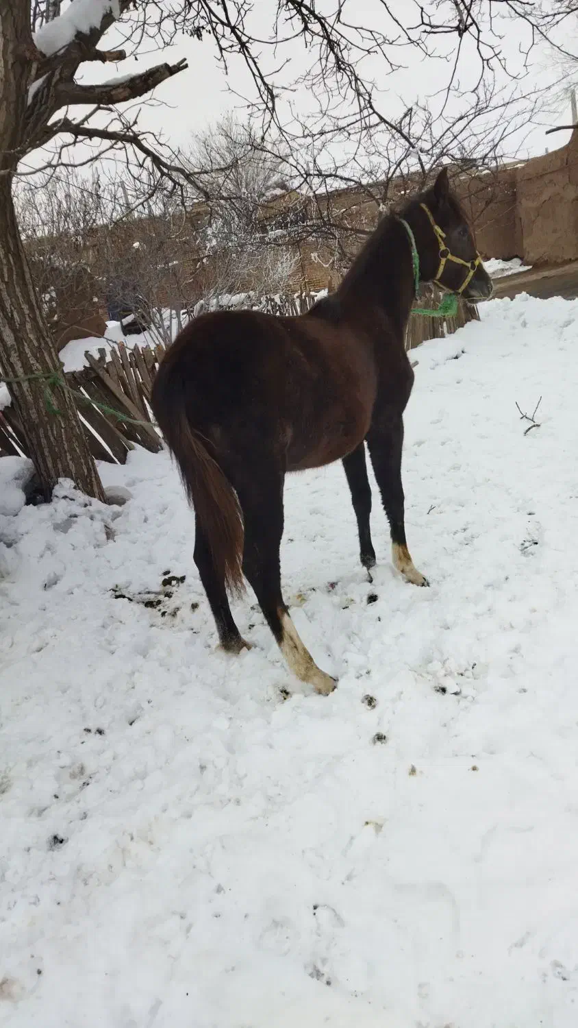 اسب ترکمن|اسب و تجهیزات اسبسواری|خوی, |دیوار