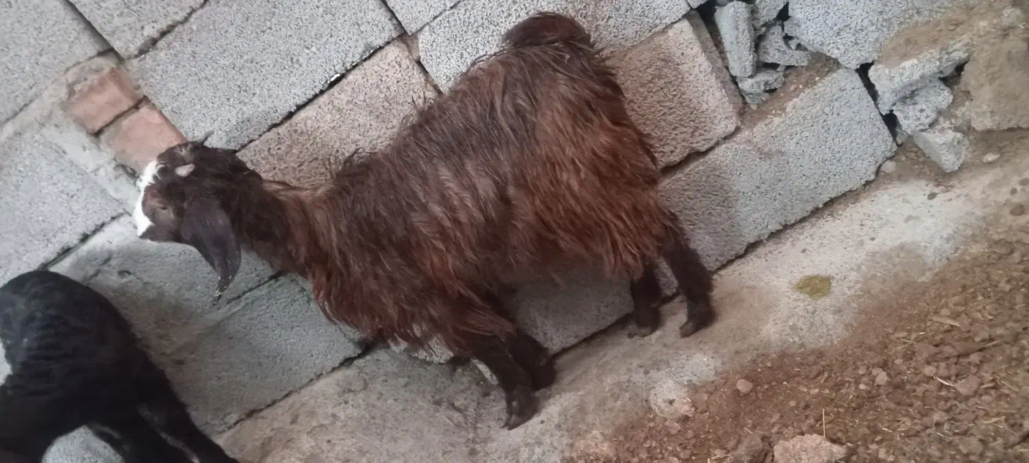 بز‌غاله|حیوانات مزرعه|خسروشاه, |دیوار